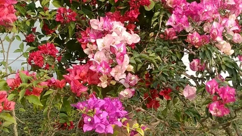 Different Colors Flowers Stock Footage 126722072