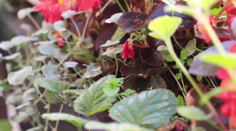 Different Colors Stock-Footage 52209039