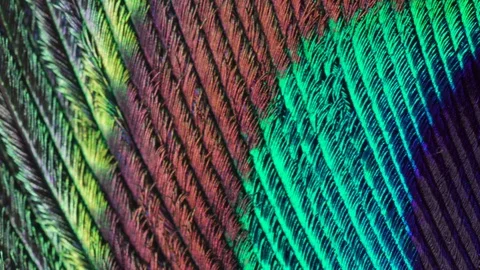 Different colors of the thin feathers on a macro shot Stock Footage 101718756