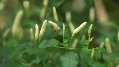 Different colour Chili fruit on the tree. Stock Footage 220751837