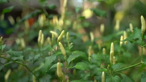 Different colour Chili fruit on the tree. Stock Footage 220751838
