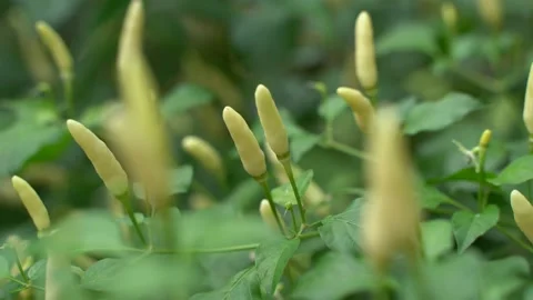 Different colour Chili fruit on the tree. Video stock 220751852