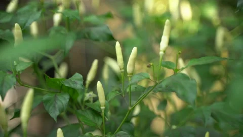 Different colour Chili fruit on the tree. Stock Footage 220751854