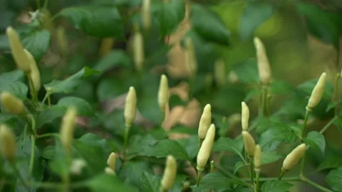 Different colour Chili fruit on the tree. Stock Footage 220751867