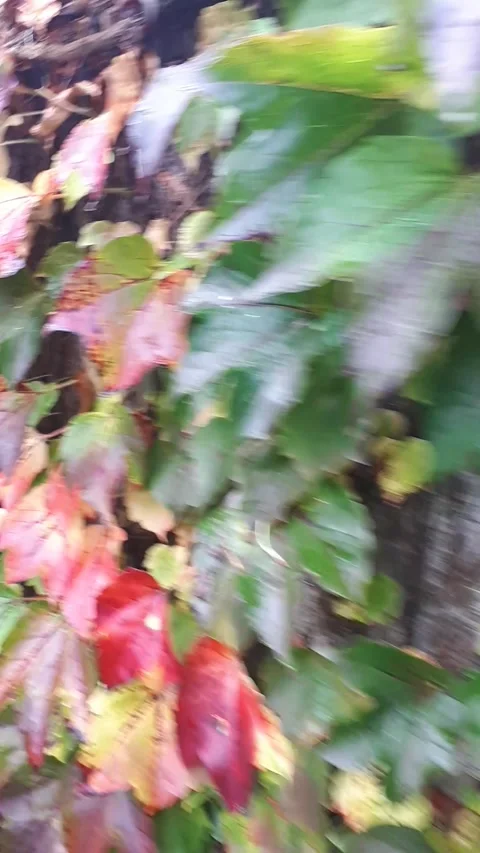 Different colour leafs Stock Footage 164169745