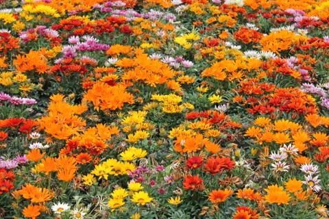 Different coloured flowers Stock Photos