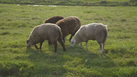 Different Coloured Sheep Eating Grass On A Sunny Day Video stock 126985069