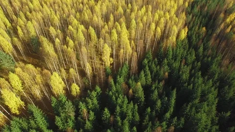 Different colours of birch and spruce forests in autumn Stock Footage 86065365