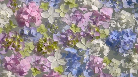 Different colours of Hydrangea flowers in water. Видео 116612830
