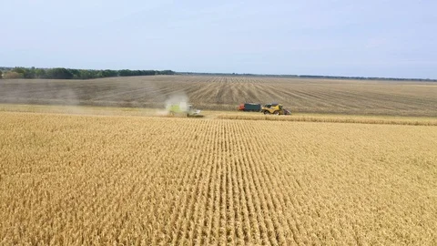 Different combine machines harvesting corn in the field 12 Stock Footage 126041435