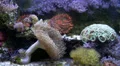 Different corals and sea anemones in fish tank HD Footage