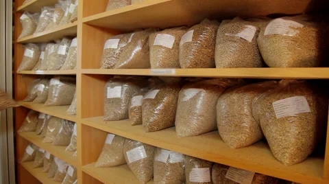 Different corns in bio laboratory for experiment Stock Footage 63614761