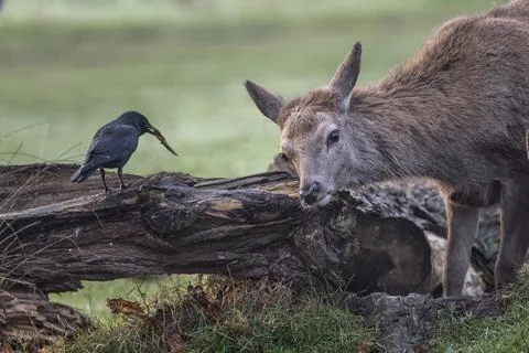 Different creatures sharing a moment 스톡 사진