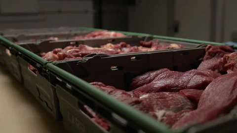 Different cuts of fresh raw beef meat in trays on table in slaughterhouse. Slow Vídeo Stock 156037728