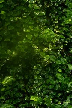Different deciduous plants in the interior decoration. Stock Photos