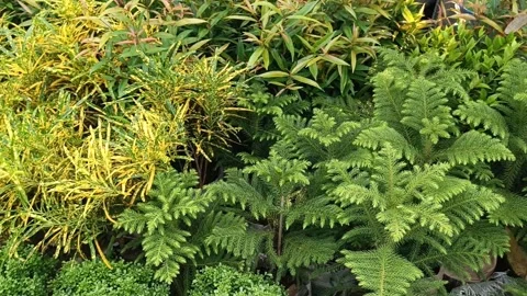 Different Decorated Green Tree in the Garden Stock Footage 280747232