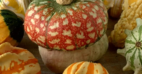 Different decorative gourds close-up view. Stock Footage 283451934