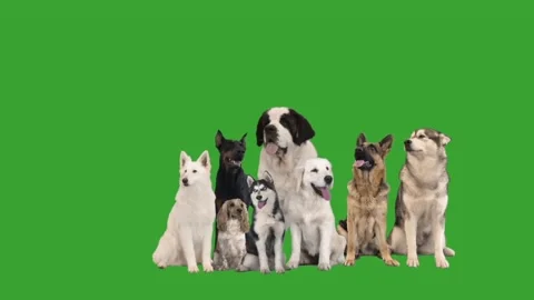 Different dogs on a green screen Stock Footage 99048510