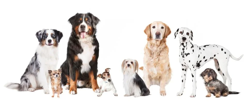 Different dogs Stock Photos