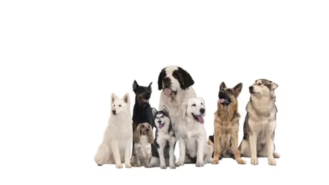 Different dogs on white background Stock-Footage 99048515
