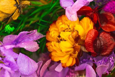 Different dry flowers close-up view background, petals and grass macro photo Stock Photos