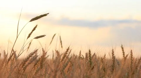 different-ear-wheat-breeze-background-fo