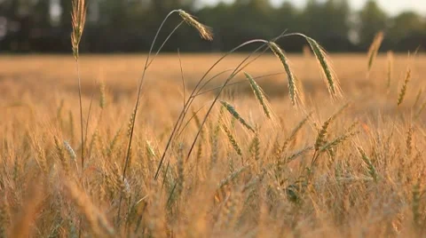 Different ears of wheat on breeze over field Stock Footage 7906049