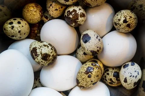 Different eggs background. Quail eggs on white dish, There are many sizes and Stock Photos