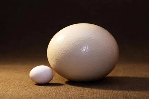 Different Eggs Stock-Fotos