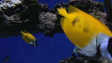 Different exotic fish underwater Stock Footage 98209252
