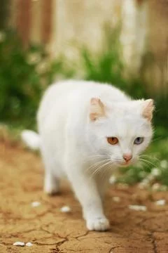 Different eyes cat Stock Photos