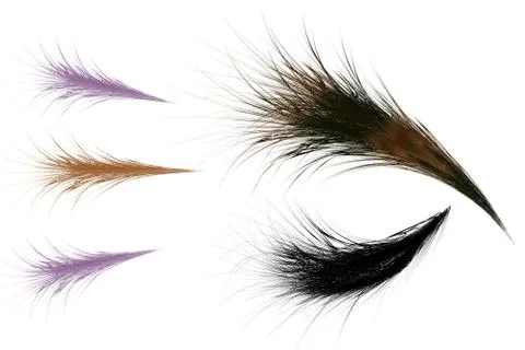 Different feathers Stock Illustration