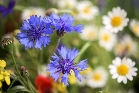 Different field flowers Foto stock