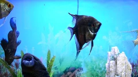 Different fish in aquarium Stock Footage 70815834