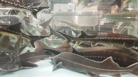 Different fish in the aquarium in the store Stock Footage 103530077