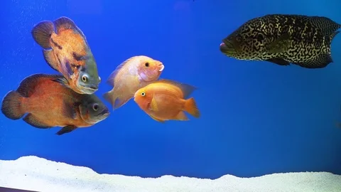 Different fish on blue Screen. The fish float in the water column Stock Footage 103746857