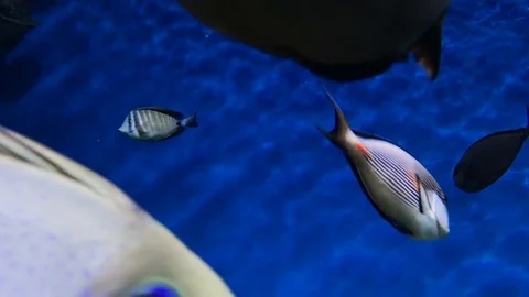 Different fish on caustic blue background 動画素材 99782145