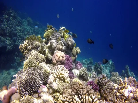 Different fish on a coral reef Stock Footage 73562848
