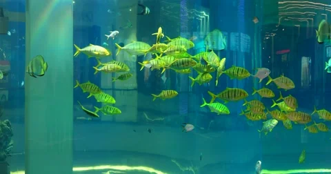 Different fish flocks swimming in the panoramic aquarium biodesign Stock Footage 68943015