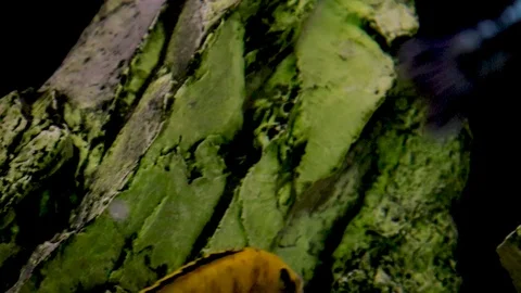 Different fish swim on a black 库存影片 111223658