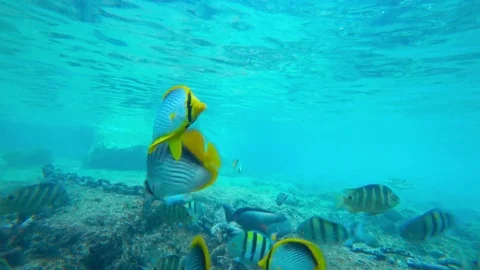Different fish swim at the bottom of the sea Video stock 85455308