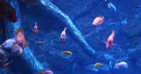 Different fish swim in large aquarium, view through the glass of aquarium Stock Footage 308654677