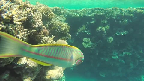 Different fish swims over a petrified coral reef in the sun glare Stock Footage 242193525