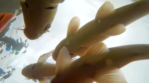 Different Fishes in Water Stock Footage 61235405