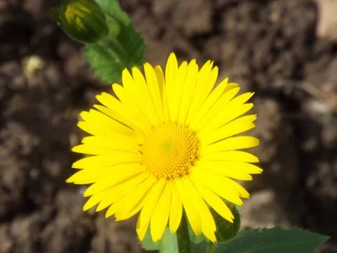 Different flower Fotos Stock