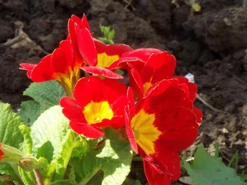 Different flower Fotos Stock