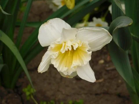 Different flower Fotos Stock