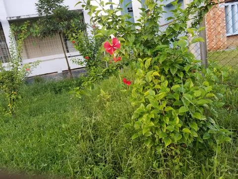 Different Flower Stock Photos