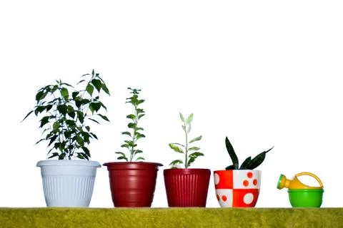 Different flower on a window sill Foto stock