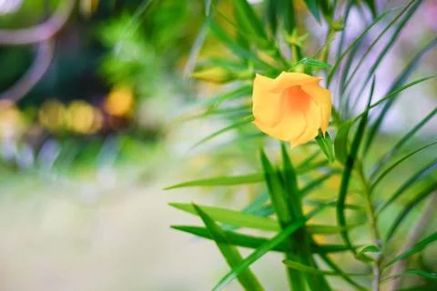 Different flowers background Stock Photos